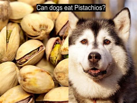 However, like all nuts, they do contain fats which can cause gastrointestinal upset in your cat. Can dogs eat pistachios? Can a pistachio kill a dog ...