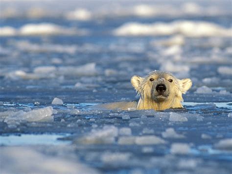 Longest Polar Bear Swim Recorded—426 Miles Straight