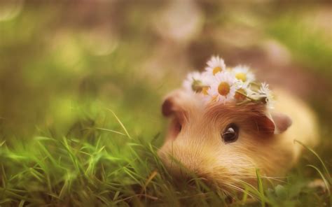 4k Guinea Pig Wallpapers High Quality Download Free