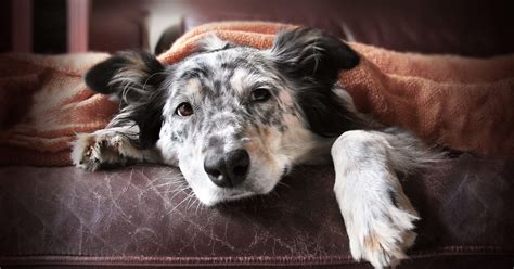 Have you ever caught your cats sneezing? Can Dogs and Cats Catch Colds? | Blue Buffalo