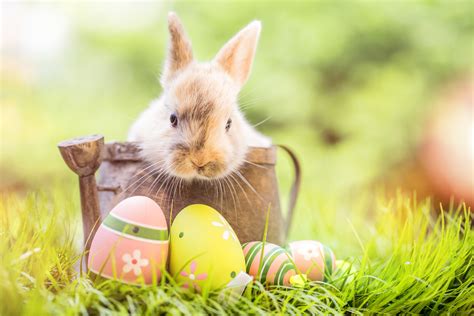 Let this easter be a joyous one. Happy Passover, Happy Easter!