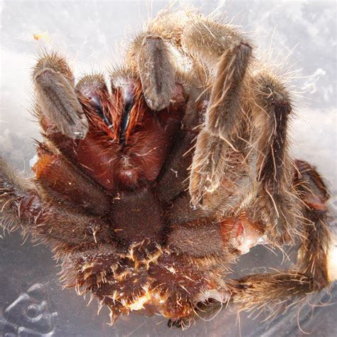 Foto De Aranha Caranguejeira