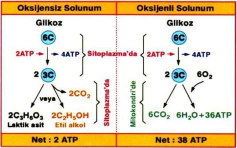 Clylys — shirin va lysis — parchalanish) — uglevodlar (asosan glyukoza)tt sut kislotasigacha anaerob parchalanish jarayoni; Canlılarda Enerji Dönüşümü: Oksijensiz solunum - Bikifi