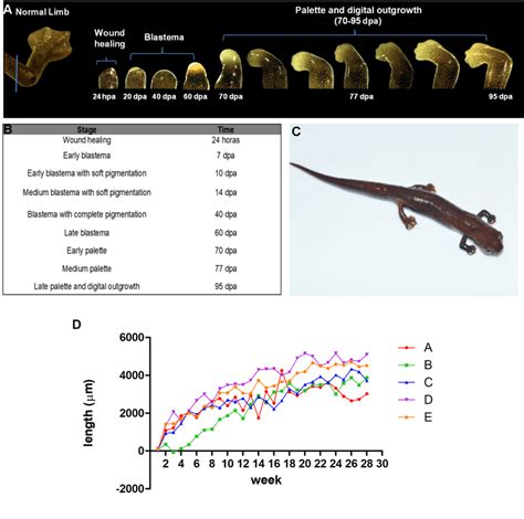 Stages Of Limb Regeneration In Bolitoglossa Ramosi A The Normal Limb