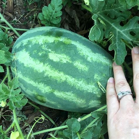 Mar 30, 2021 · watermelon is an annual fruiting vine that requires a relatively long, hot growing season to produce the iconic summertime treat familiar to picnickers everywhere. New The 10 Best Garden Ideas Today (with Pictures ...