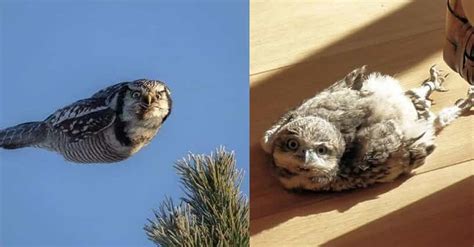 15 Funny Pictures Of Owls That Prove They Are One Of Natures Weirdest