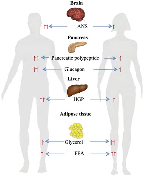 Frontiers Sexual Dimorphism In Glucose And Lipid Metabolism During Fasting Hypoglycemia And