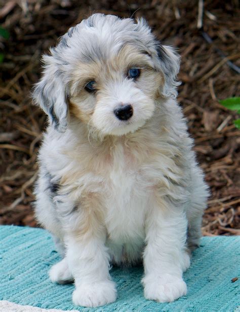 35 Best Photos Mini Aussiedoodle Puppies Michigan Aussiedoodles