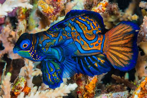 Mandarinfish Male Synchiropus Splendidus En Mandarinf Flickr