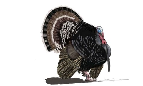 How To Draw A Turkey In 6 Easy Steps Az Animals