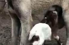goats feeding breast showing dog controversy sparks