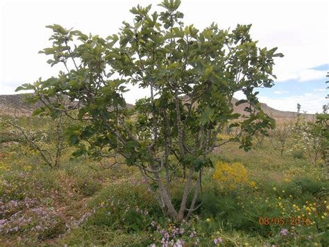 Fruit tree spacing for your backyard orchard is different than that for a commercial grower. Fruit trees spacing & Mixed orchard (forest garden forum ...