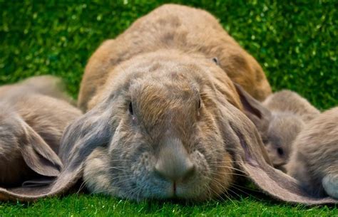English Lop Fancy Breed Facts And Care Tips Lovetoknow Pets