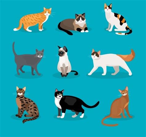 Set Of Vector Cats Pre Designed Illustrator Graphics ~ Creative Market
