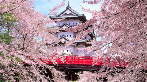 I fiori di ciliegio giapponesi e la tradizione dell'hanami. Giappone: le foto più belle della fioritura dei ciliegi ...