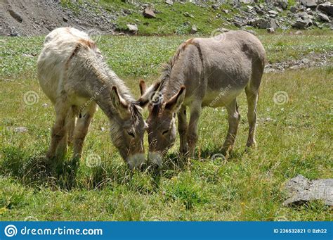 Two Donkeys In A Meadow In The Alps Stock Image Image Of Alpine