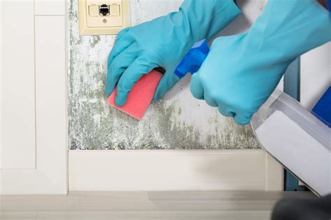 Tips For Cleaning Mold Off Walls Everdry Toledo