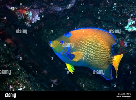 Queen Angelfish Holacanthus Ciliaris St Peter And St Paul S Rocks