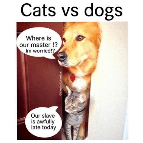 23 Funny Cats Vs Dogs Memes Cutesypooh Memes Humor Funny Dog Memes