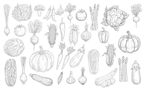 Premium Vector Farm Vegetables Sketch Set Vector Veggies