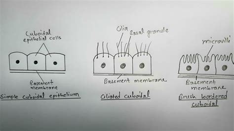 How To Draw Simple Cuboidal Epithelium Different Types Of Cuboidal