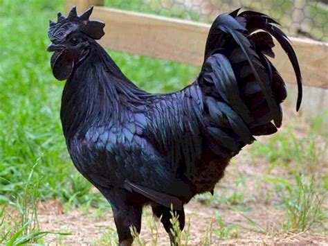 Ayam Cemani The Mystical Black Chicken From Java Indonesia Expat