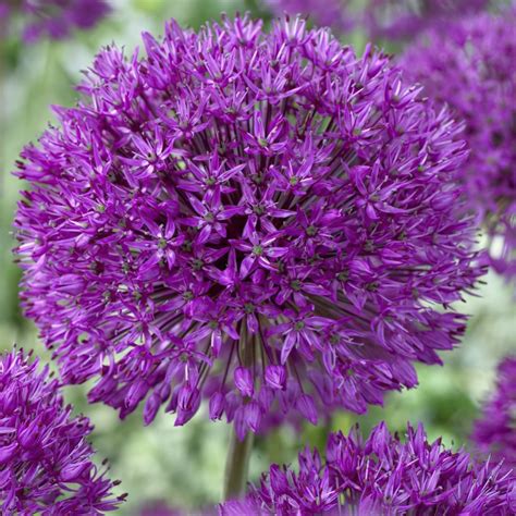 Purple Sensation Allium Bulbs Buy Online Boston Bulbs