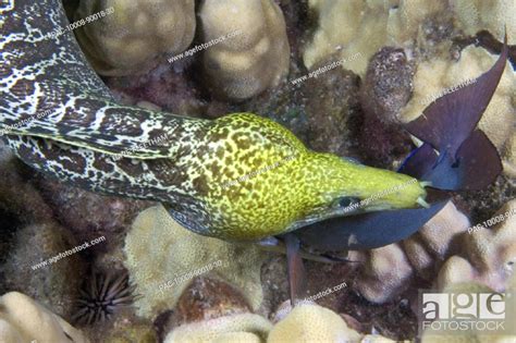 Hawaii Undulated Moral Eel Gymnothorax Undulatus Feeding On A