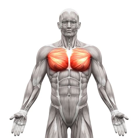 Of the two chest muscles, the pectoralis major (a.k.a. Chest muscles - compedium