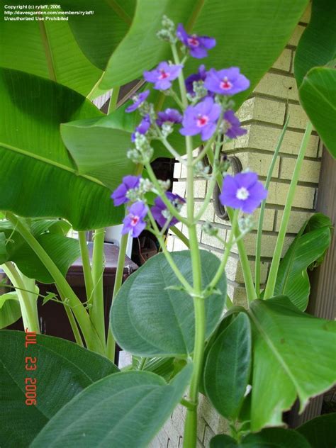 Free delivery and returns on ebay plus items for plus members. PlantFiles Pictures: Silver Leafed Princess Flower, Large ...