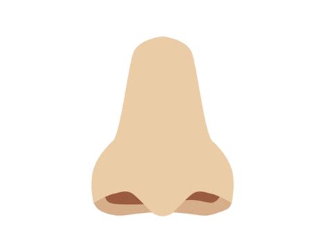 Human Nose Png Transparent Image Download Size 577x442px