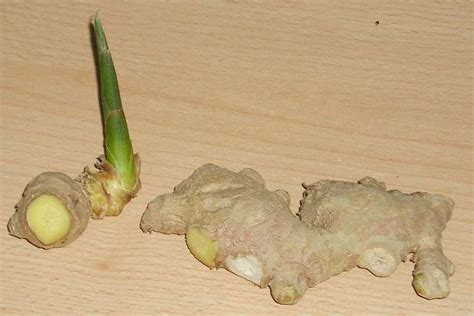 Ginger Is One Of The Healthiest Foods On Our Planet Instead Of Buying Expensive Organic Ginger