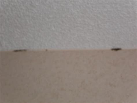 Mold on the ceiling doesn t randomly arrive without a reason it enjoys a comfortable humid and this mold can be black green brown or orange. bedroom ceiling mold - Picture of Newcastle Hotel ...