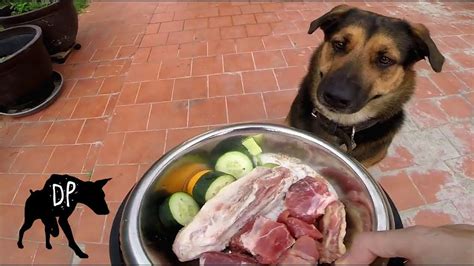 At this stage, the german shepherd puppy's diet plan requires them to eat a special wet food for puppies. Raw Fed German Shepherd Mix | Raw Dog Diet #63 | Dog raw ...