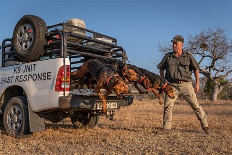 Texas Pack Hounds Charge To The Rescue For Rhinos In South Africa