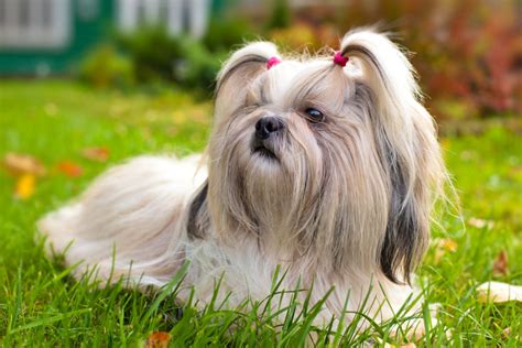 10 Best Small Dog Breeds For Indoor Pets Part 6