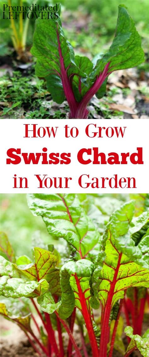 It also transforms from a desk into an easel and chalkboard with plenty of storage space for art supplies to encourage play and discovery. Tips for Growing Swiss Chard in Your Garden