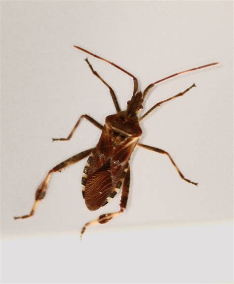 Was sind das für käfer? unbekannter Storenbewohner Bild 1 Foto & Bild | tiere ...