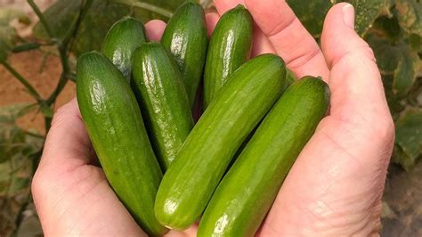 The Latest Cucumber Varieties You Need To Know Growing Produce