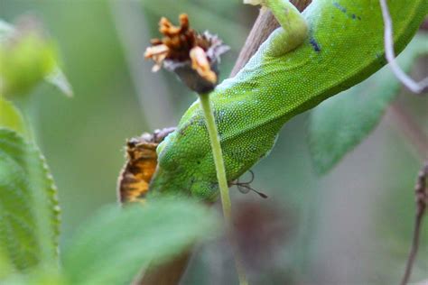 When not in use, butterflies keep their proboscis coiled up, then unfurl it to. Rio Grande Valley Butterflies: Trouble in paradise, 8/5/14