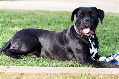 He does need more attention than most in terms of his coat and grooming but the love and loyalty he. Mastador | Mastador dog, Designer dogs, Pup