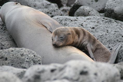 Galapagos Islands Baby Sea Lion Bahia Fe Is A Spot Known Flickr