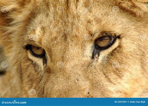 13642 Lion Eyes Photos Free And Royalty Free Stock Photos From Dreamstime