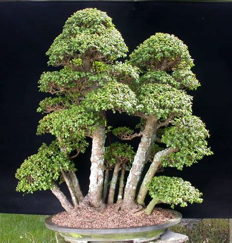 This plant will now develop over the next couple of years into a beautiful bonsai. Pin on Bonsai