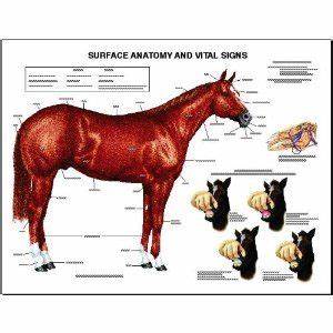 Equine Chart Set Of 15 Special Offer Horses Horse Anatomy Animal