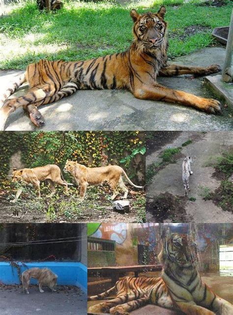 Merupakan tempat rekreasi sekaligus edukasi keluarga yang. Netter Ngamuk Usai Foto Singa di Kebun Binatang Beijing ...