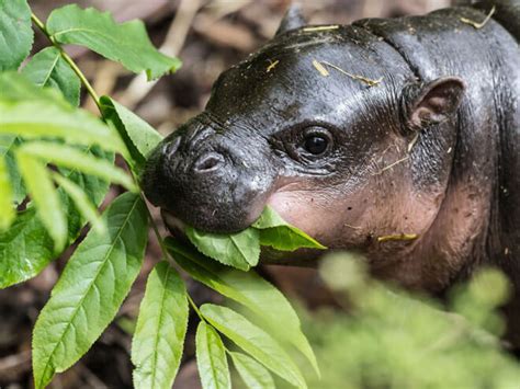 21 Baby Hippo Pictures That Will Make You Smile In Ways You Never Knew Possible