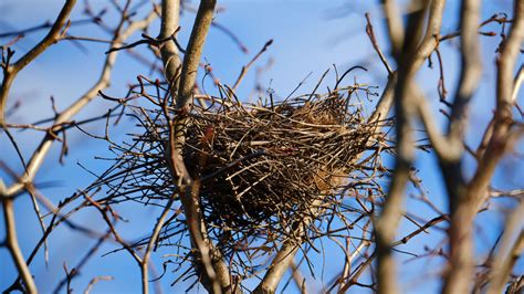 Experiments Hint At Why Bird Nests Are So Sturdy Guccionline