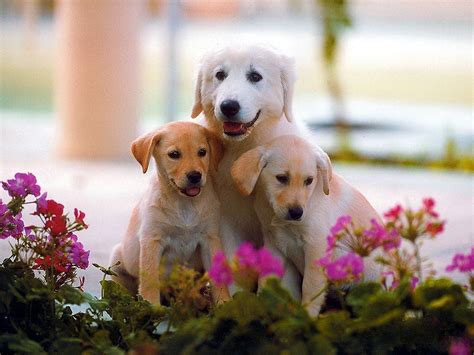 Letest And Best Dog Animals Hd Wallpapers Download Animals Desktop