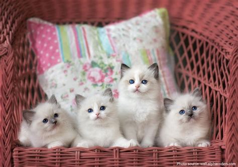 Mom's care of her kittens problem behaviors in momma cats separating kittens and moms section 6: Interesting facts about ragdoll cats | Just Fun Facts